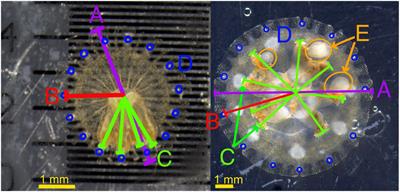 Impacts of Light and Food Availability on Early Development of Cassiopea Medusae